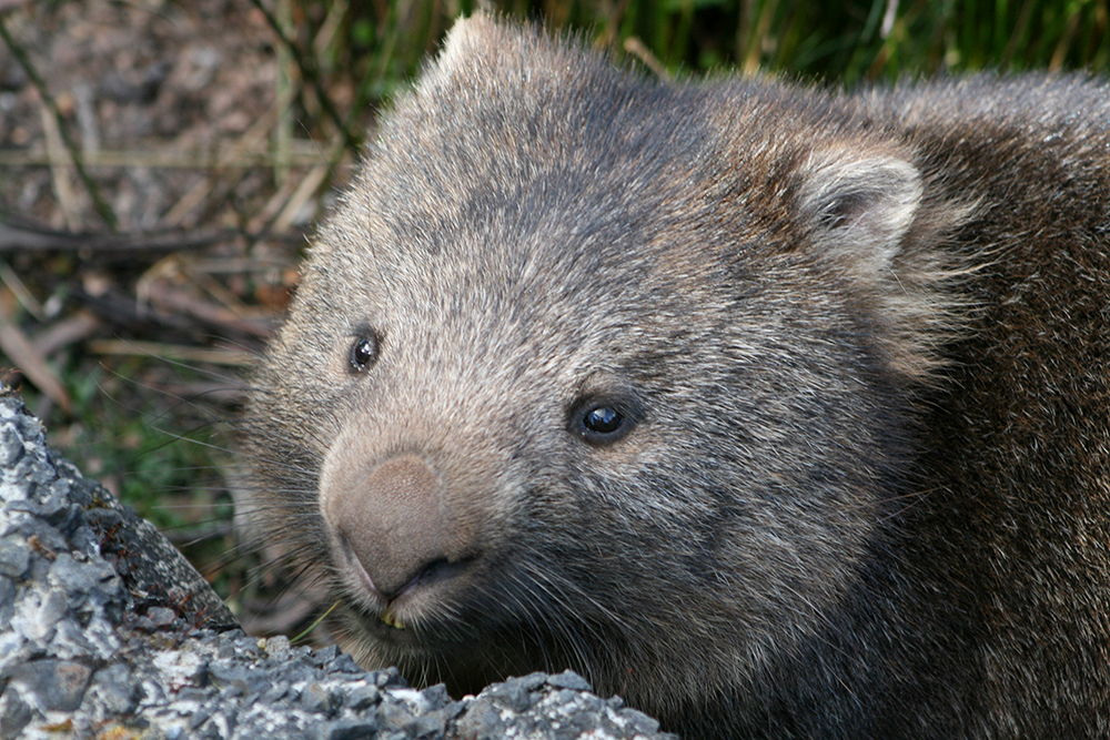 Not a giant wombat, just a regular one.