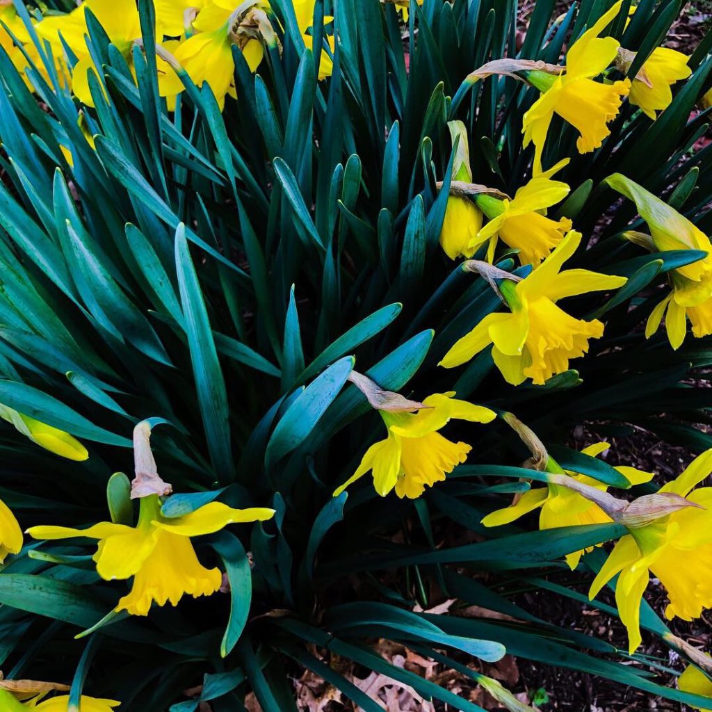 Daffodils blooming