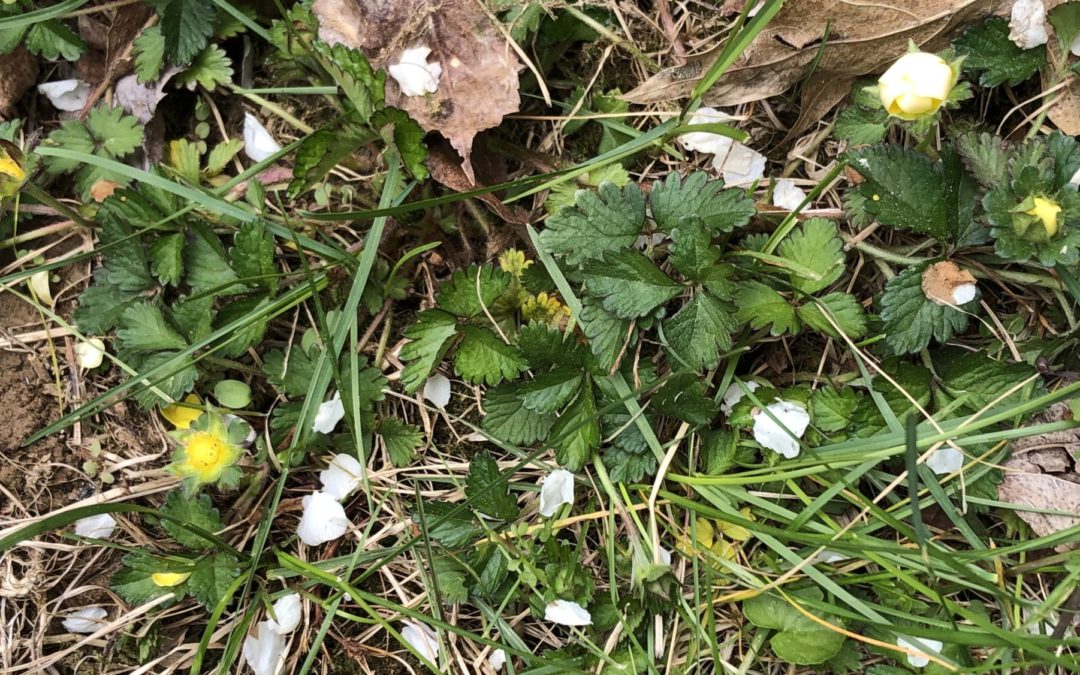 Nature in spring, wild strawberries and leaves