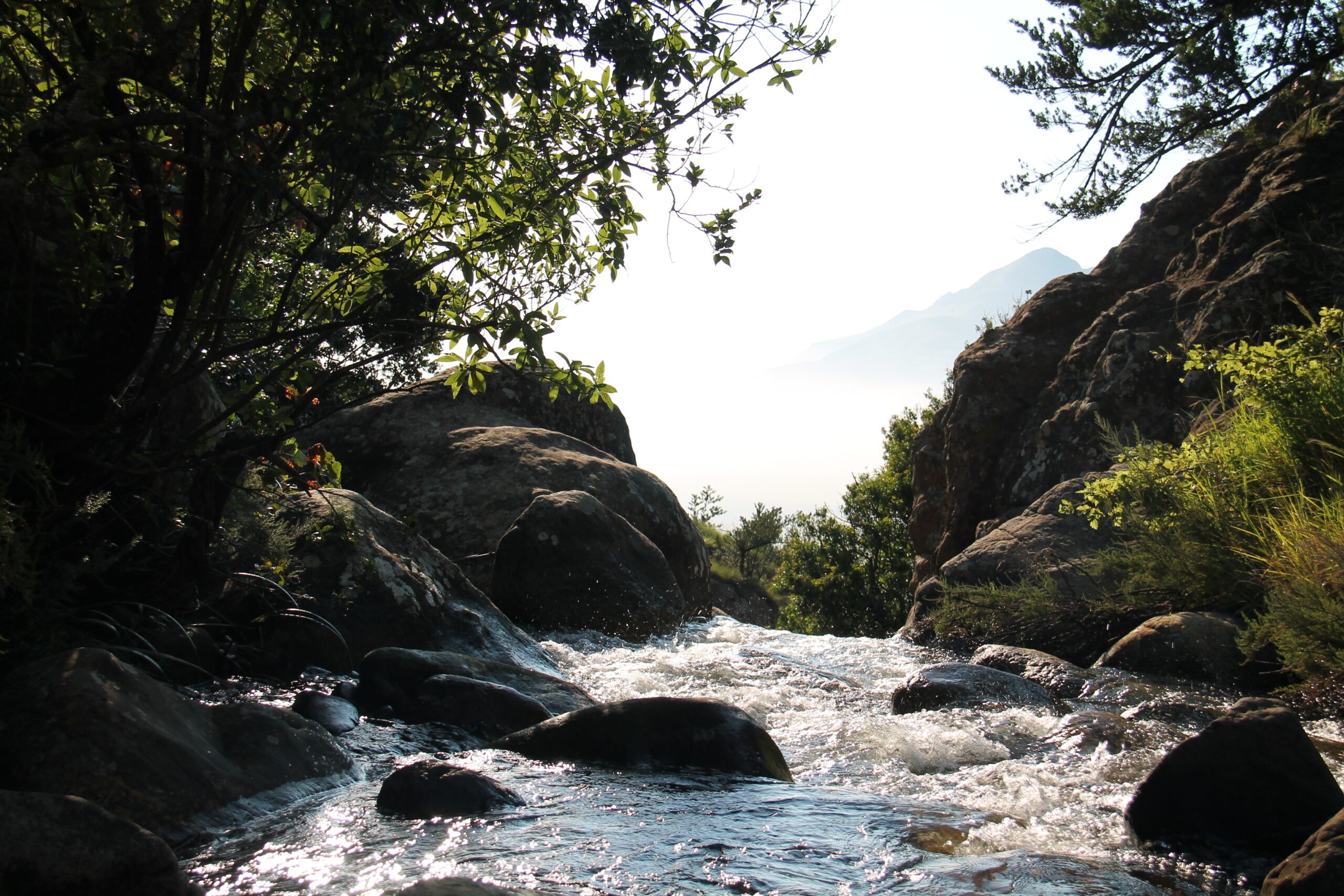 Stream in forest